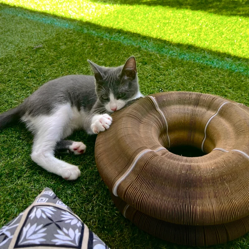Coomgo™ Interactive Cat Tunnel Toy